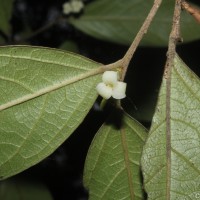 Diospyros acuminata (Thwaites) Kosterm.